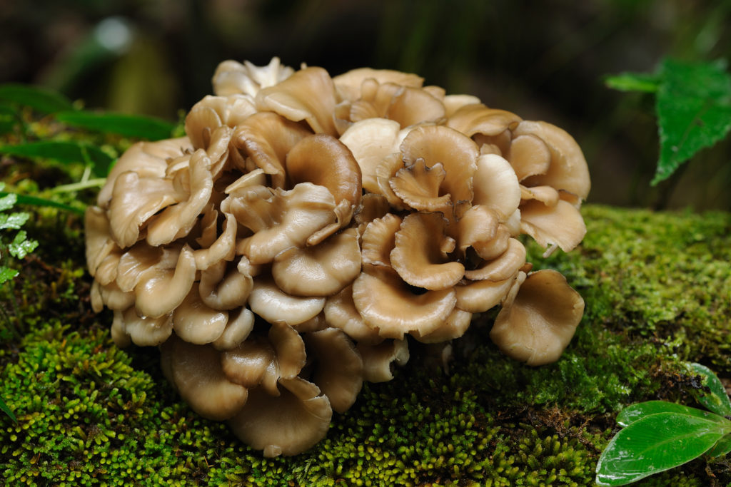 The maitake mushroom (grifola frondosa) is a functional mushroom with medicinal elements. This guide explains facts about the species