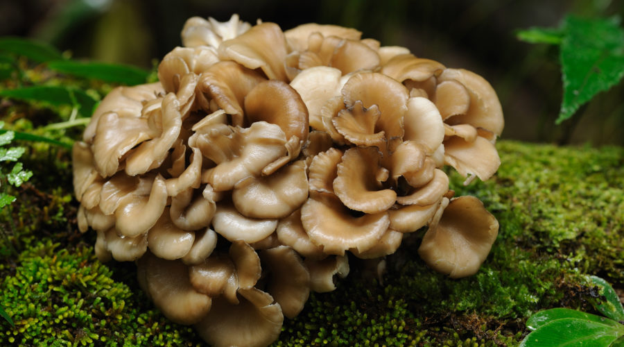Maitake Mushroom (Grifola Frondosa)