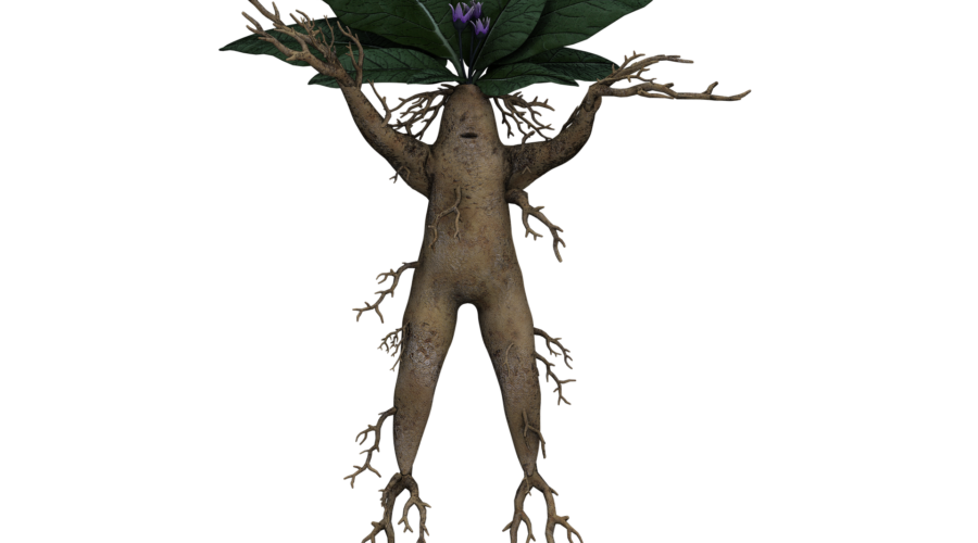 Mandrake Root: Healing, Harming, And Magical Properties