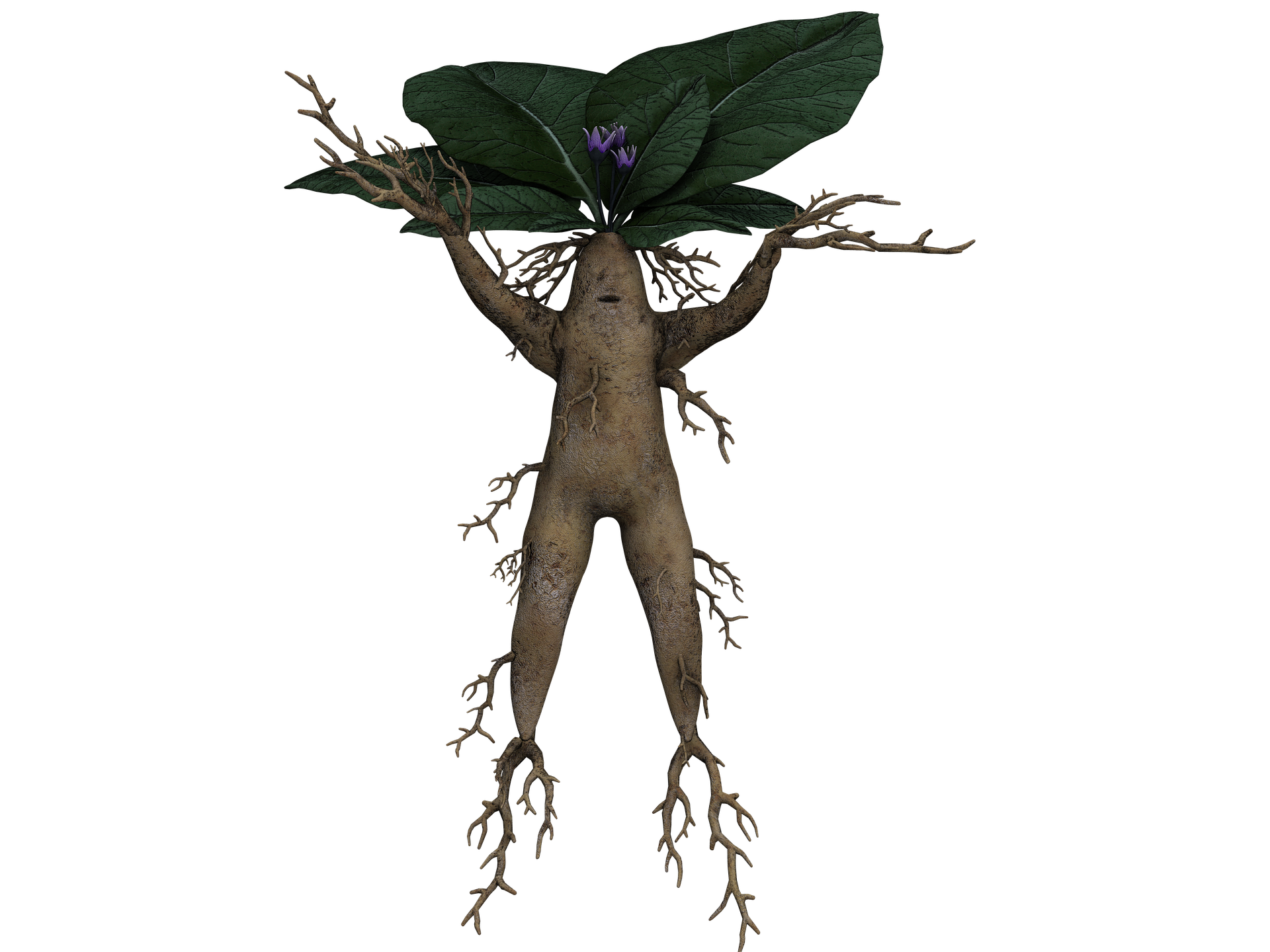 mandrake root scream