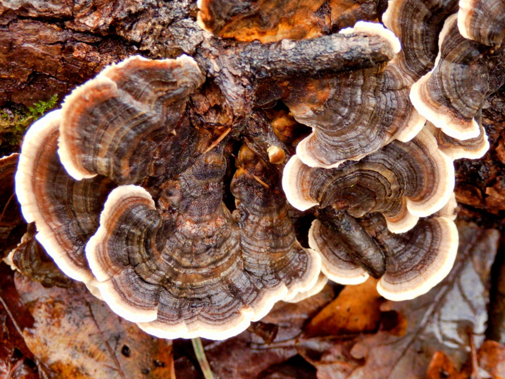 Turkey Tail mushroom (trametes versicolor) is a common polypore mushroom. This guide explains how to grow it, its benefits and side effects