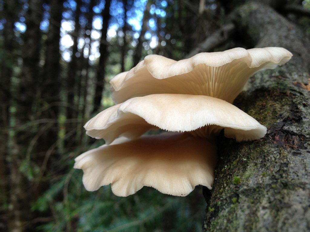 The oyster mushroom (Pleurotus ostreatus) is a common species often used in cooking or in teas. This guide explains some if its benefits