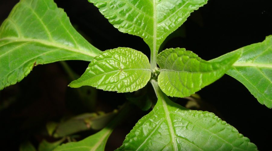 Salvia Divinorum (Diviner’s Sage) – Seeds, Effects & More