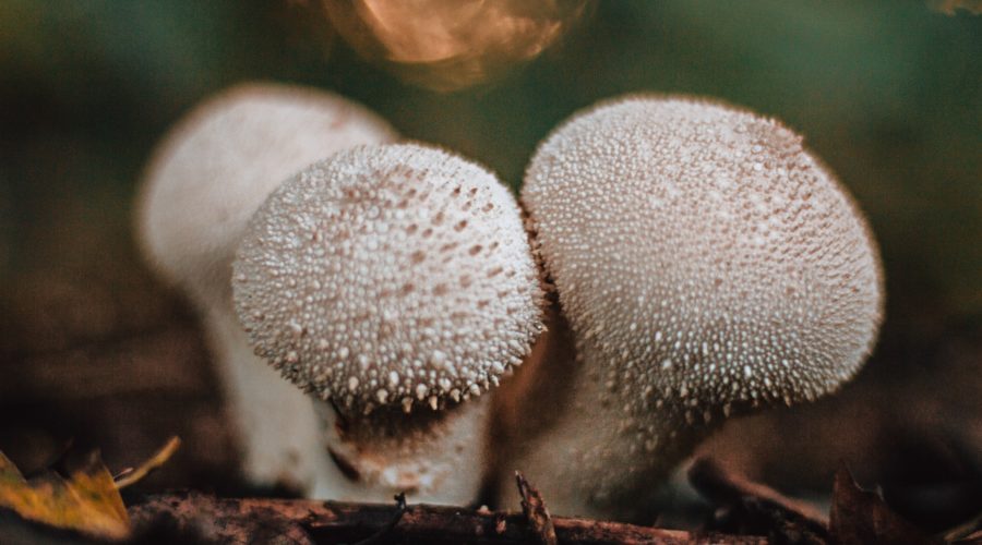 Puffball Mushroom (Calvatia Gigantea): Health Benefits, Recipes and More
