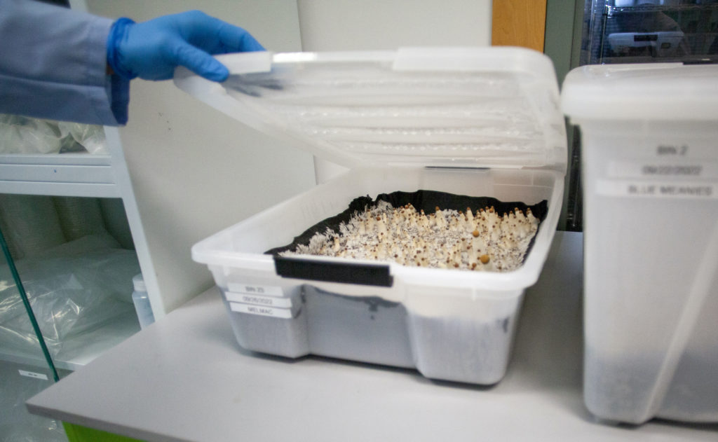 Growing psilocybin mushrooms in Filament Health's lab