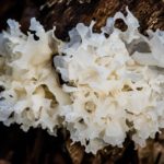 This guide explains the Tremella mushroom (Tremella Fuciformis), which has been used for centuries as a way to promote health and longevity