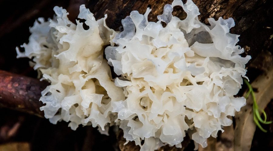 Tremella Mushroom: Benefits for Skincare, Immunity and More