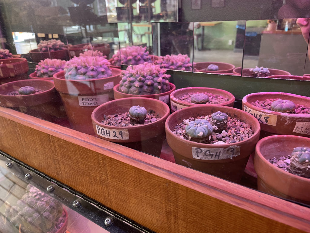 Peyote cacti is available at some Vancouver psychedelic dispensaries