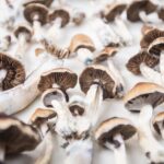 Munchrooms: What to Eat Before, During, and After Your Psilocybin Trip feature image