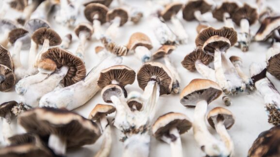 Munchrooms: What to Eat Before, During, and After Your Psilocybin Trip feature image