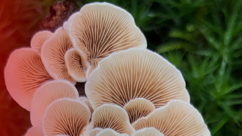 The 6 Best Mushroom Growing Kits of 2024