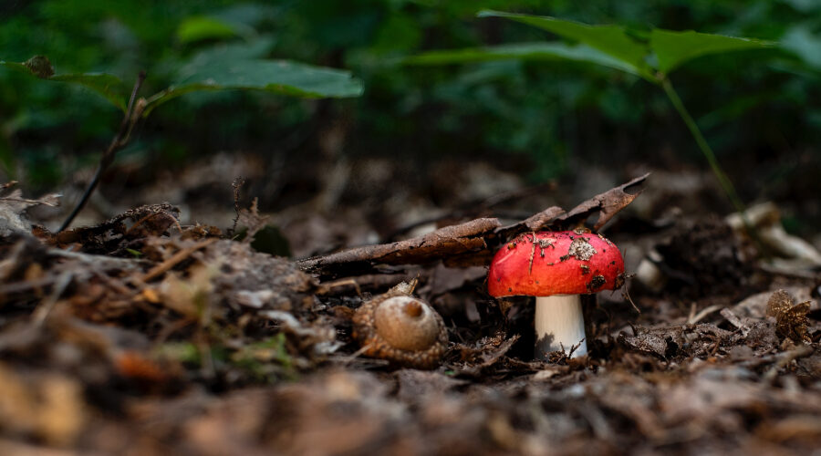 Mystical Mood-boosters: Our Top Six Amanita Muscaria Gummies