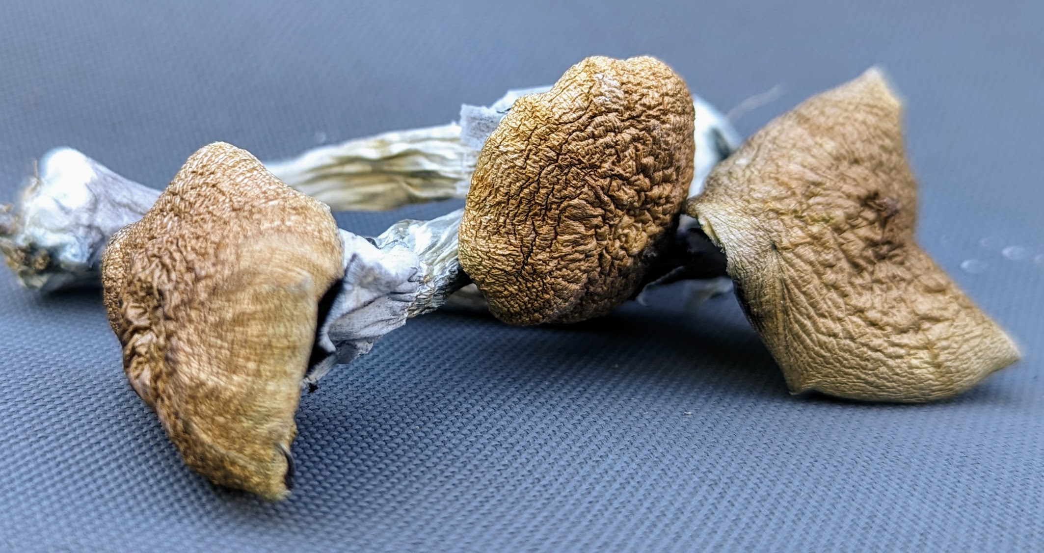 B+ Mushrooms: Psilocybin That's Not A Quite A Perfect Score, Yet Never ...