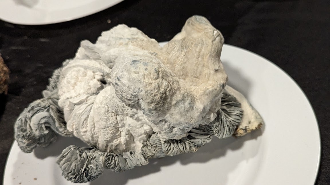 Simple Science-Backed Trick Now Proven to Make Your Mushrooms More Potent