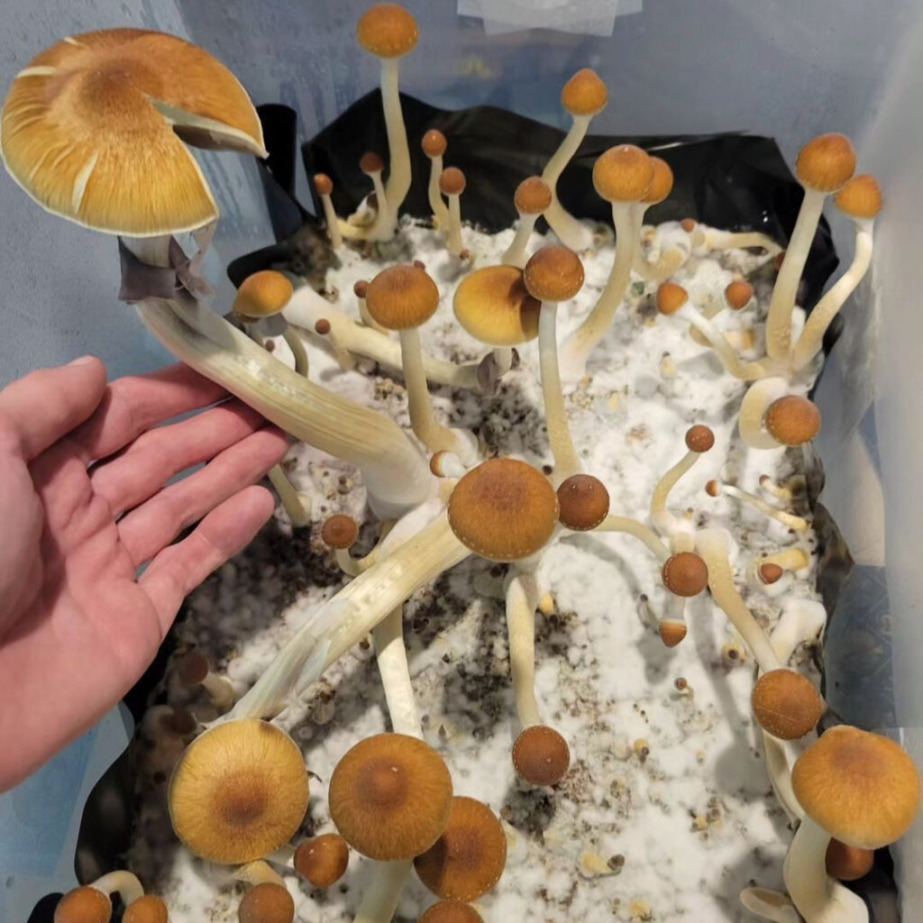 Most popular magic mushroom strains Jedi Mind Fuck