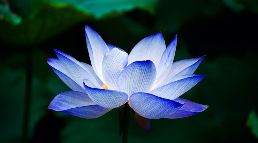 The Relaxing, Anti-Anxiety Mystery of the Blue Lotus Flower