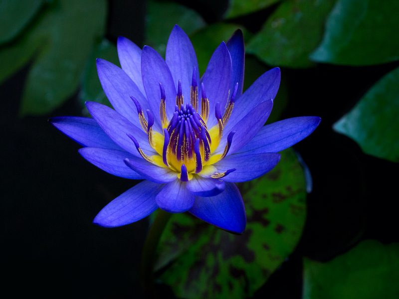 Blue Lotus Flower article
