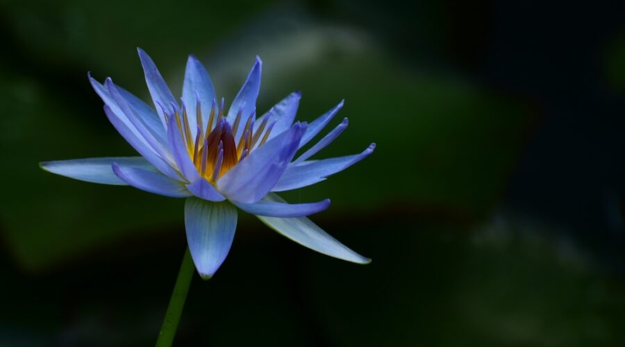 Can You Smoke Blue Lotus Flower?