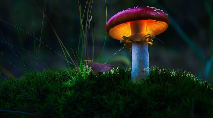 These are the Most Popular Ways to Eat Magic Mushrooms