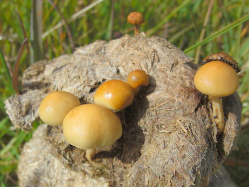 Blue Meaning mushroom look a likes Stropharia semiglobata