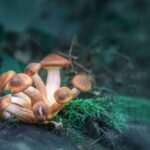 Psilocybin Treatment help five million americans