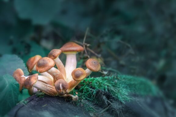 Psilocybin Treatment help five million americans