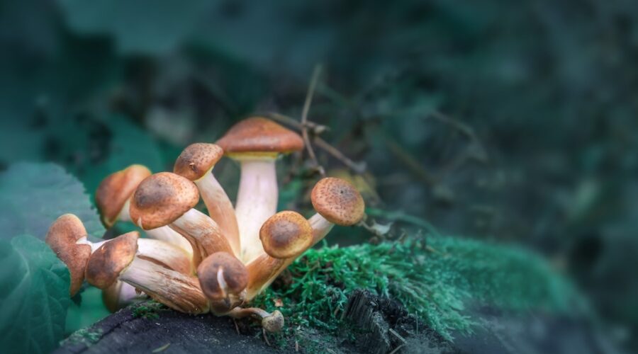 Study: 5 Million Americans Could Be Helped By Psilocybin Treatment