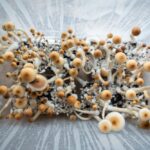 psilocybin and SSRIs