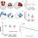 Psilocybin Reshapes the Brain