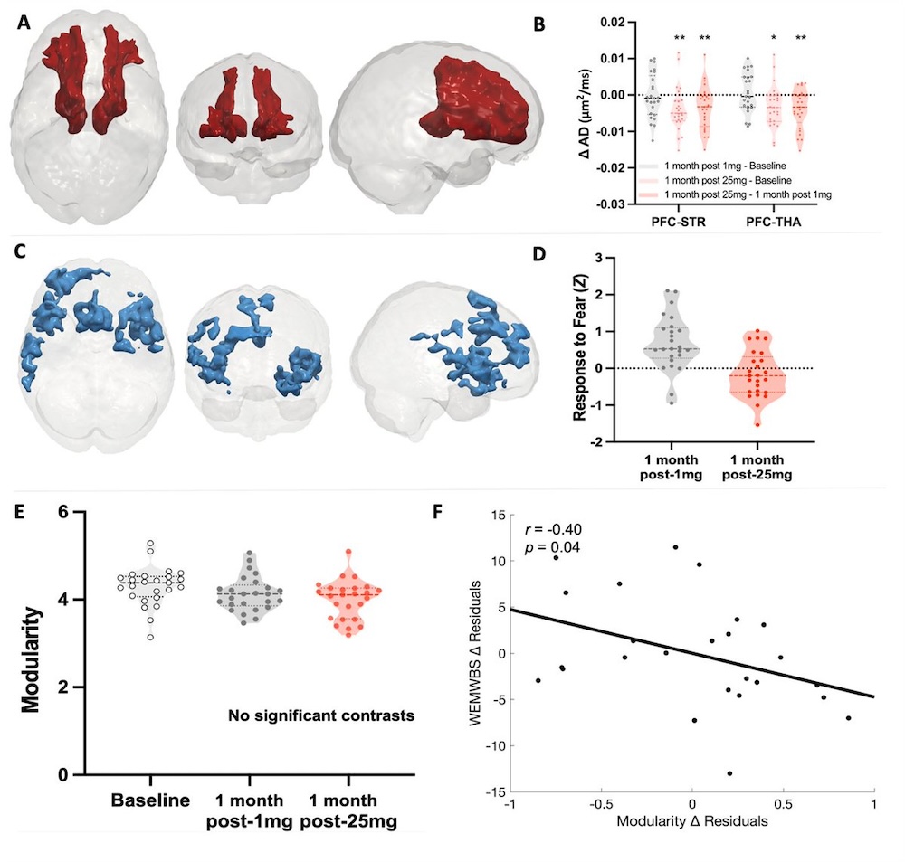 Psilocybin Reshapes the Brain