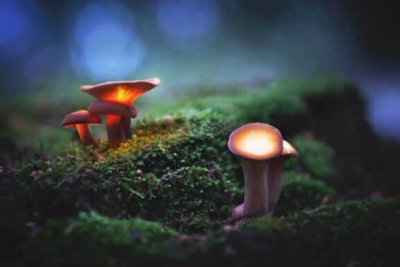 magic mushrooms are getting stronger