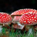 FDA Warns Against Amanita Muscaria