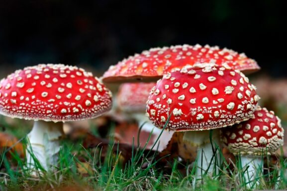 FDA Warns Against Amanita Muscaria