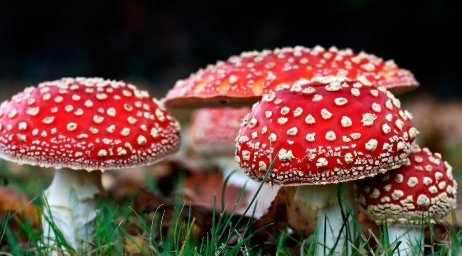 FDA Warns Against Amanita Muscaria Mushroom Edibles