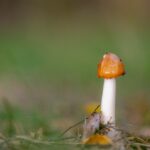 Psilocybe Azurescens most powerful magic mushroom