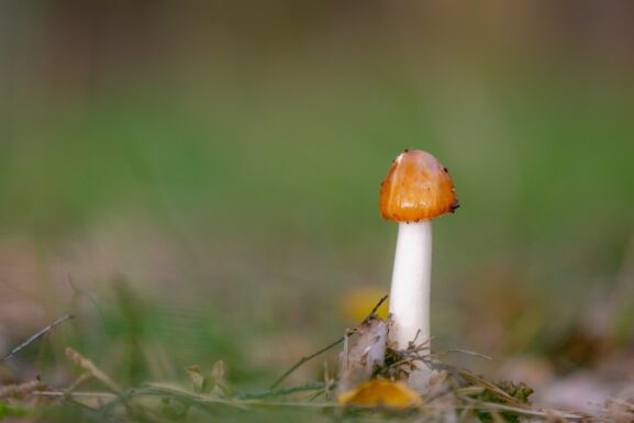 Psilocybe Azurescens most powerful magic mushroom