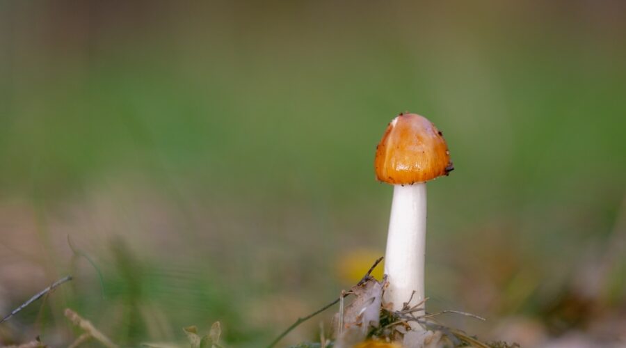 The World’s Most Powerful Mushroom