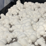 Snowball Cubensis new mutant strain of magic mushroom