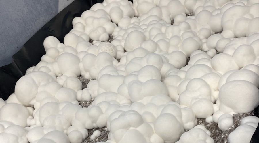 A Scientist Just Created A New Giant, Mutant Magic Mushroom