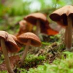 Psilocybin Use Linked to Headache Relief