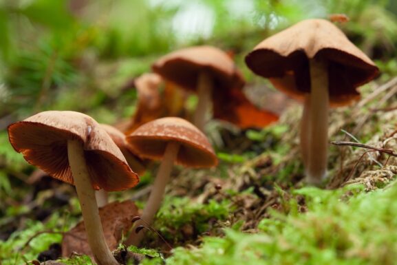 Psilocybin Use Linked to Headache Relief