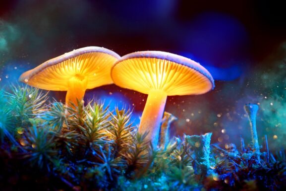 Psilocybin's Mental Health Benefits Differ By Race