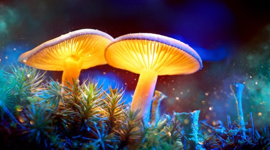 Study: Psilocybin’s Mental Health Benefits Differ By Race