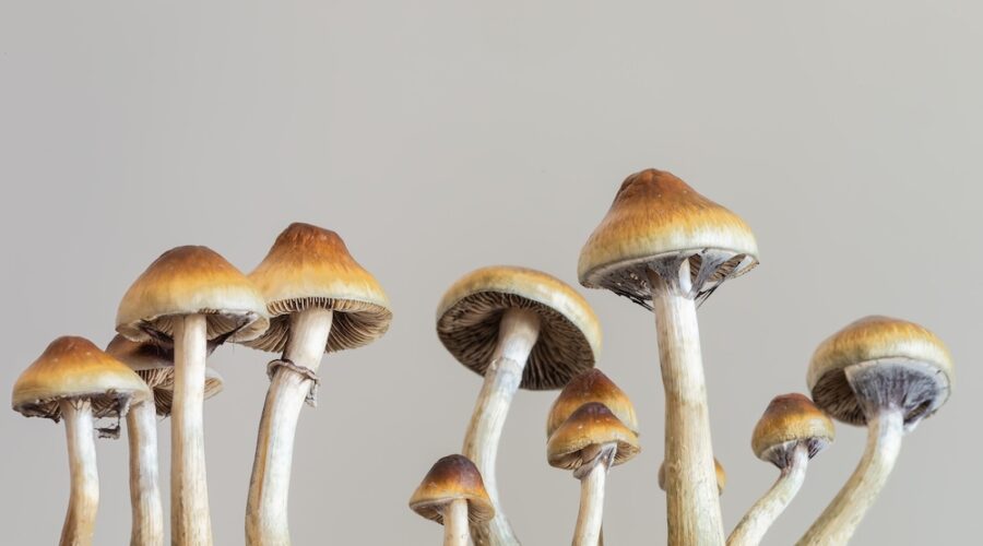 Everyone’s on Mushrooms: Psilocybin Use Soars Amid Legal and Cultural Shifts