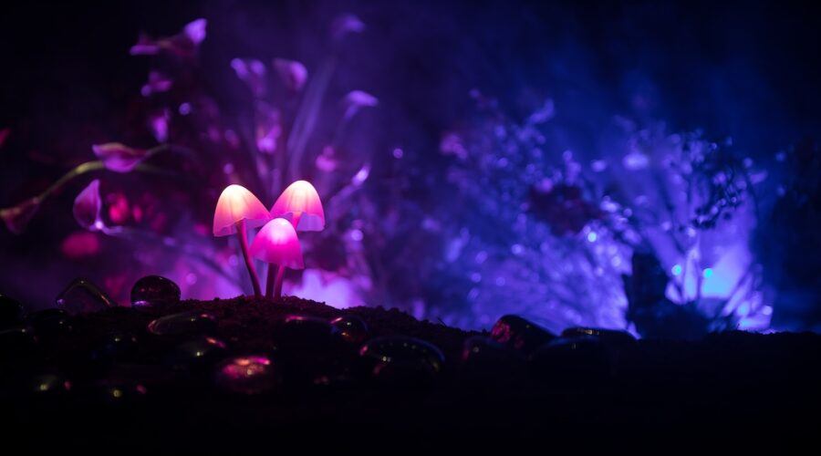 Comparing Psilocybin Access Programs in Oregon, Colorado, and New Mexico