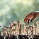 psilocybin cancer patients