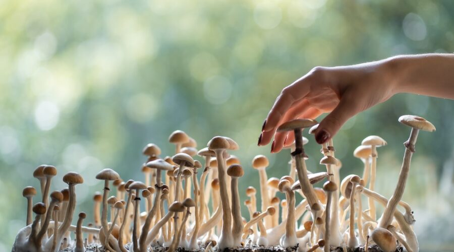 Single Psilocybin Dose Shows Lasting Relief for Depression in Cancer Patients