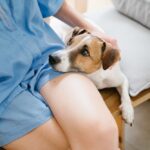 LSD Microdoses on Anxious Dogs With Surprising Results