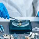 Arizona Launches First Trial Using Whole Psilocybin Mushrooms