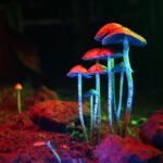 Bryan Johnson's Psilocybin Longevity Experiment
